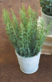 Artificial Herbs In Cement Pots