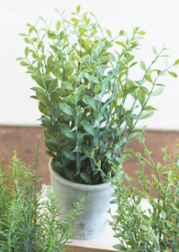 Artificial Herbs In Cement Pots