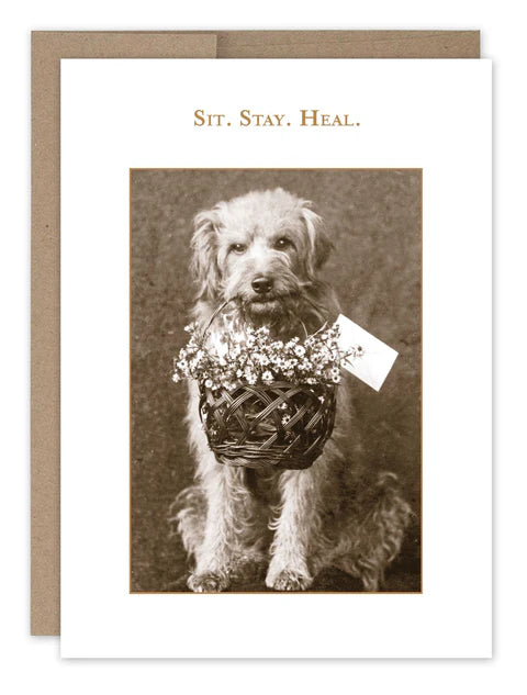 "Sit, Stay, Heal" - Shannon Martin Get Well Soon Card